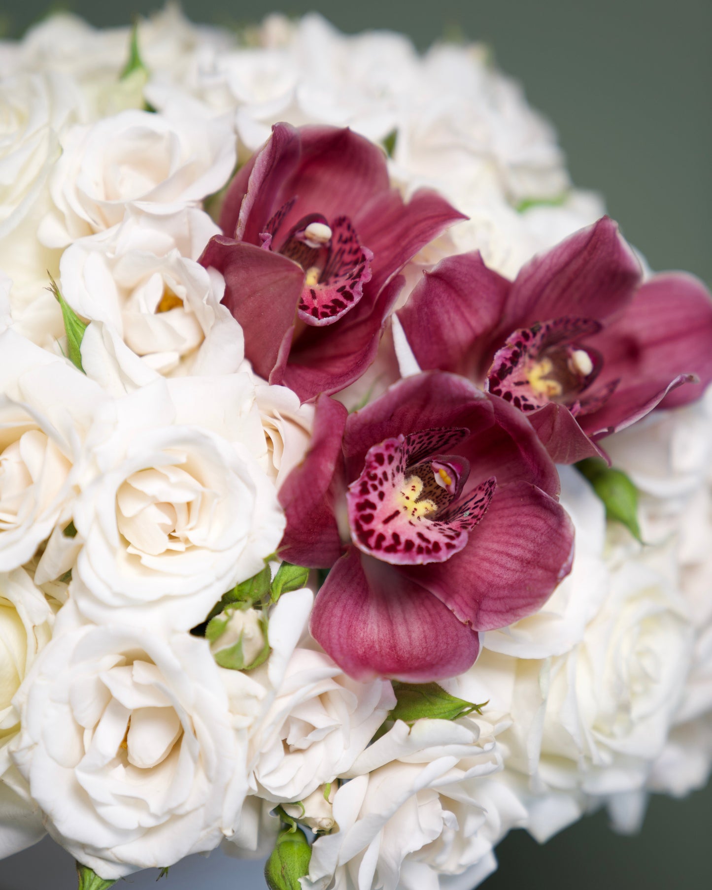 Orchid Blanc